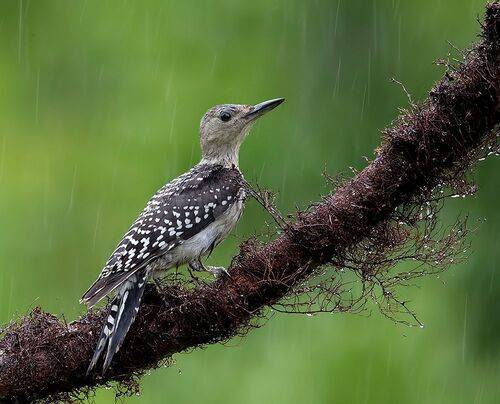 Juvenile -Red-bellied Woodpecker. Молодой дятел - Каролинский меланерпес