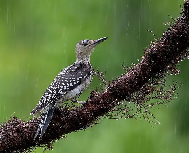 дятел, каролинский меланерпес, red-bellied woodpecker, woodpecker Juvenile -Red-bellied Woodpecker. Молодой дятел - Каролинский меланерпес фото превью