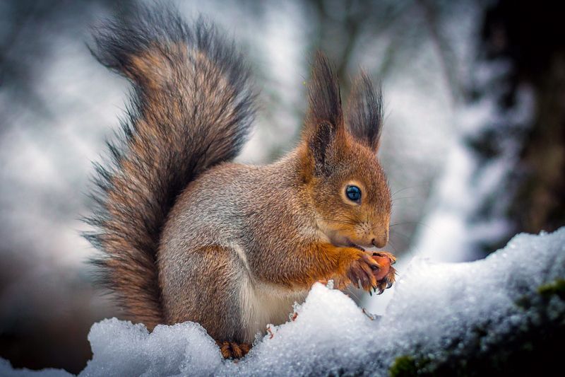 Это было зимой. фото превью