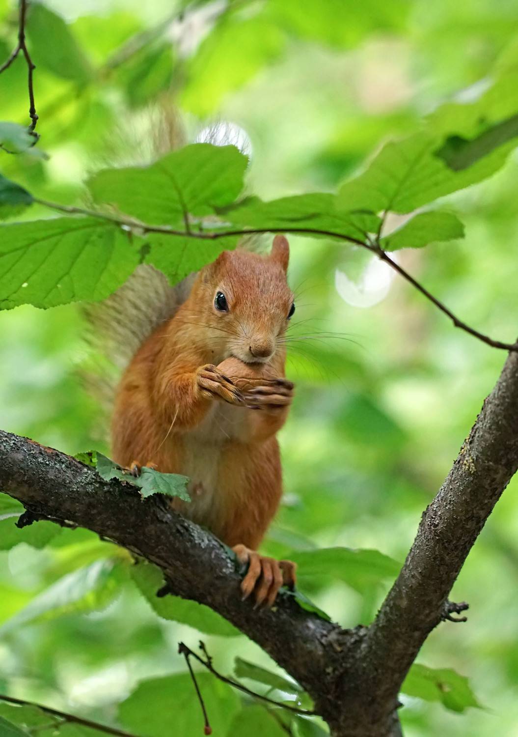 Белка, Чепленко Алексей
