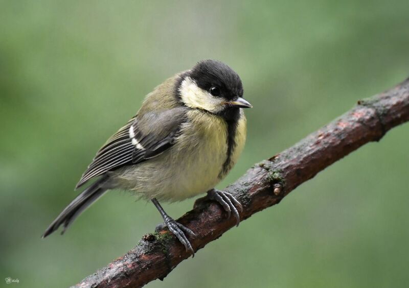 Большая синица фото превью