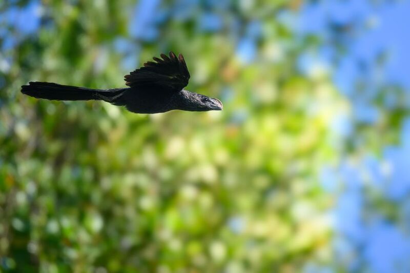 Smooth-billed Ani фото превью