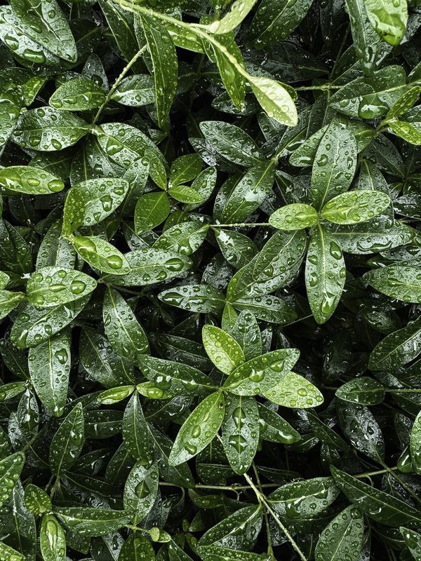 Хлорофилл фото превью