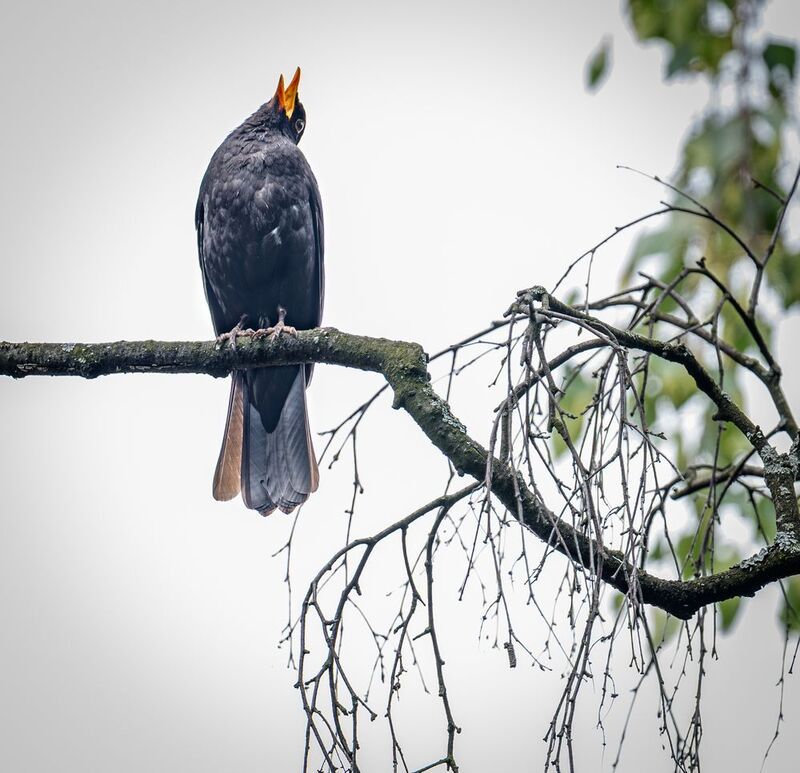 Черный дрозд поющий фото превью