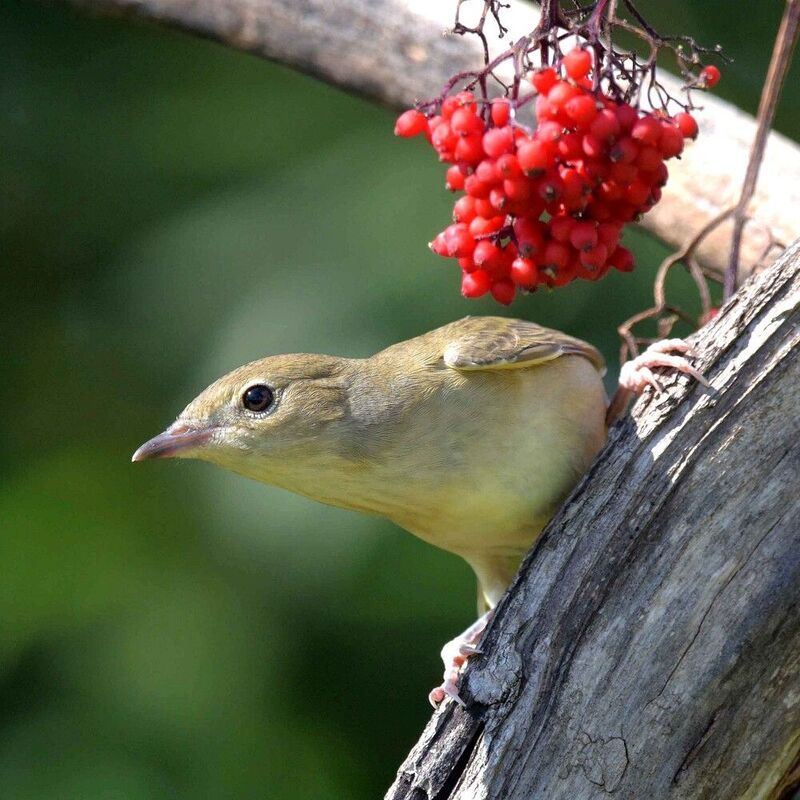 Проныра. фото превью