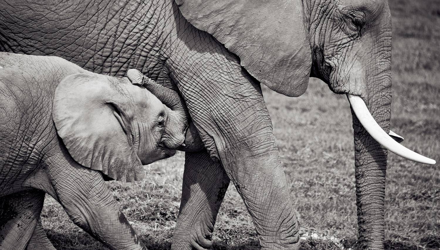 , Гиль Александр