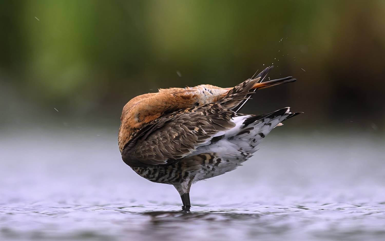 , Пупонин Сергей