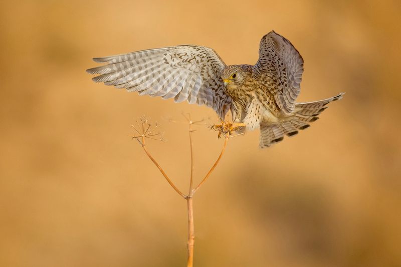 Kestrel’s Perch фото превью