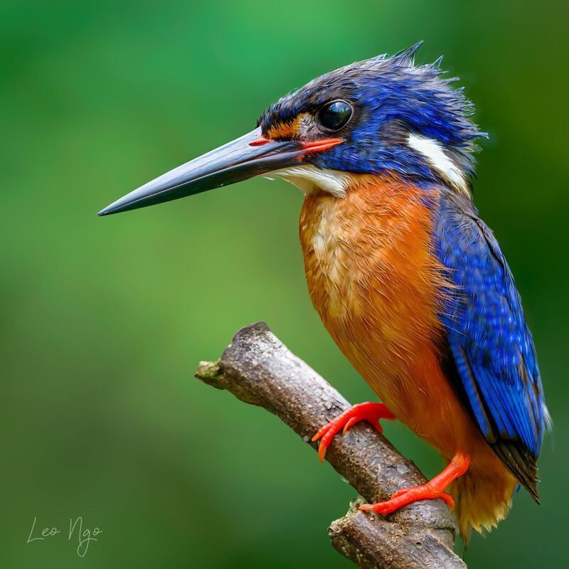 Blue-eared kingfisher фото превью