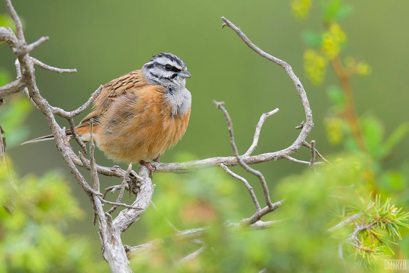 горная овсянка, Горная овсянка. фото превью