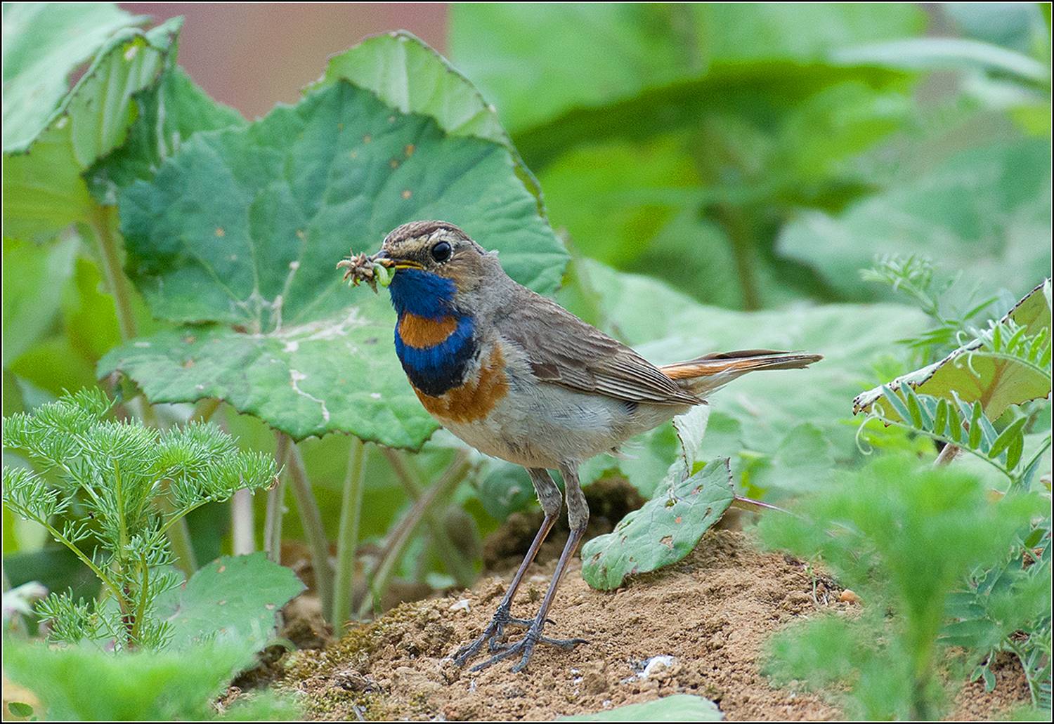 москва, июнь, парк, воракушка, птица, АНАТОЛИЙ ДОВЫДЕНКО