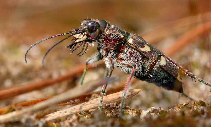 скакун-межняк, cicindela hybrida, скакуны, cicindelinae, жук Глазастик фото превью