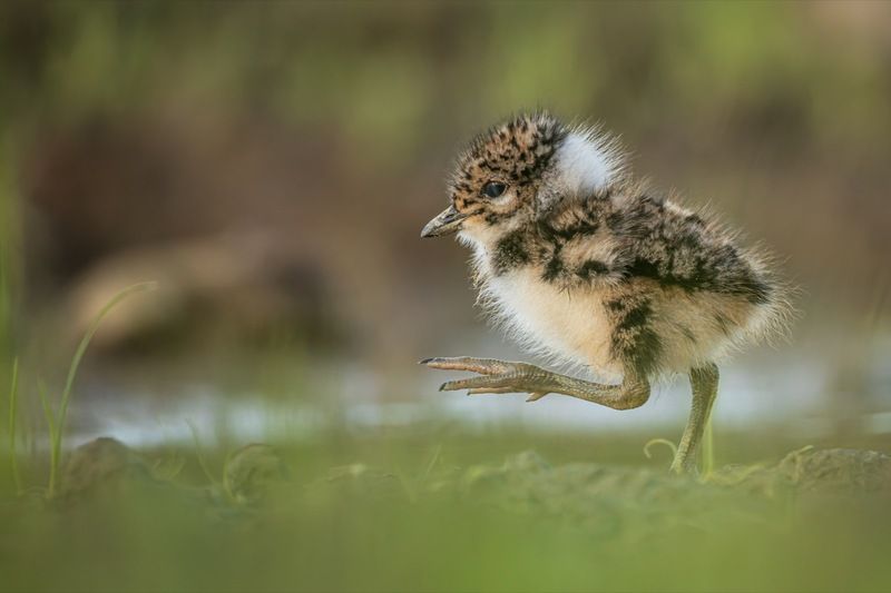 чибис, птенец, птицы, чибисенок Топ-топ, топает малыш фото превью