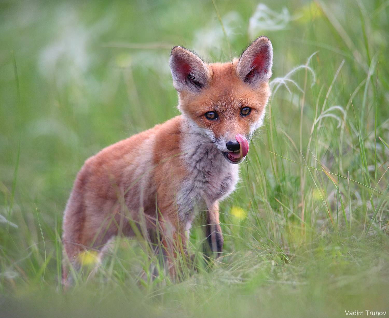 лисёнок,  fox, Вадим Трунов
