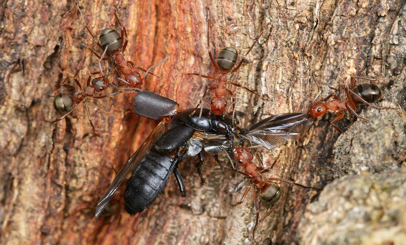 муравьи, formicidae, стафилины, staphylinidae, жук Распятый фото превью