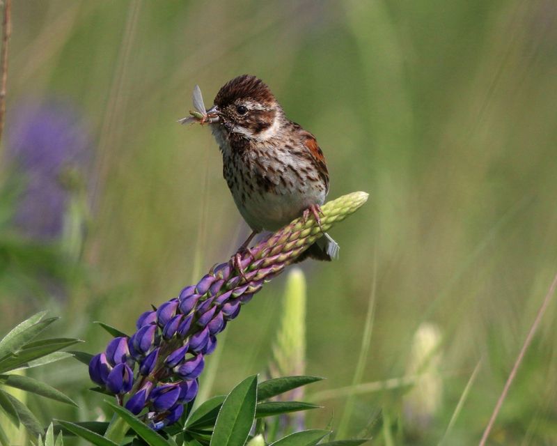 камышовая овсянка, овсянка, emberiza schoeniclus, common reed bunting, bunting Камышовая овсянка на люпине фото превью