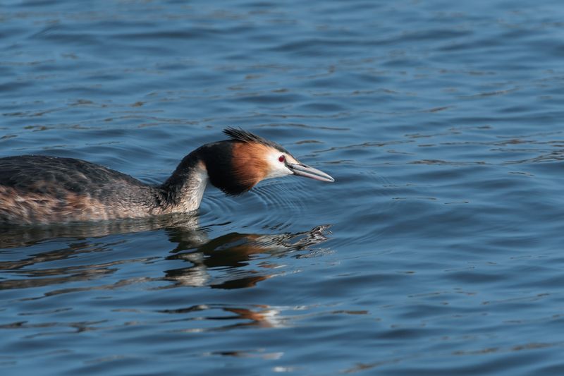 большая поганка, чомга, podiceps cristatus, great crested grebe Целеустремленный фото превью