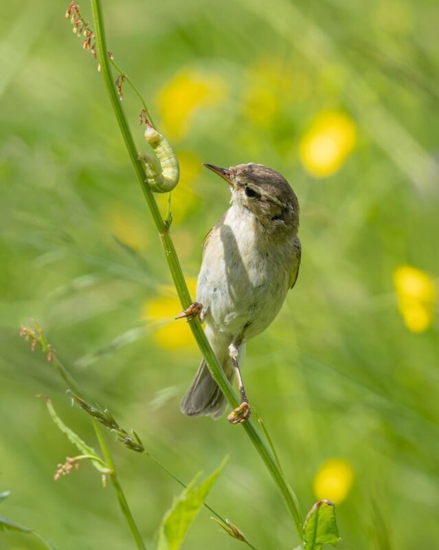 птицы, гусеница, лето, пеночка Полуденная встреча фото превью