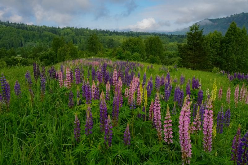 кузбасс, подкатунь, лето, июнь, утро, туман, цветы, люпин, луга, деревья Подкатунь. На люпине фото превью