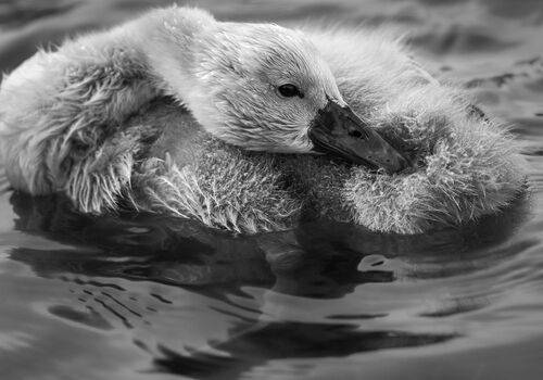 Baby mute swan