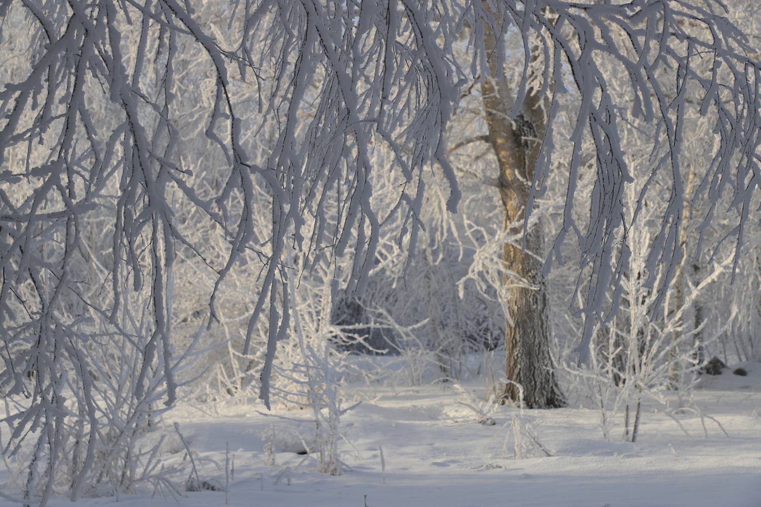 зима снег иней холод мороз лес сказочный паутинка занавес солнечный трава дерево ветвь тень солнце пейзаж природа день подмосковье россия, Irina Solonina