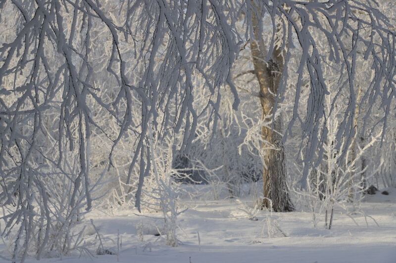 зима снег иней холод мороз лес сказочный паутинка занавес солнечный трава дерево ветвь тень солнце пейзаж природа день подмосковье россия Паутинки из инея фото превью