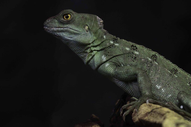 Green crested basilisk фото превью