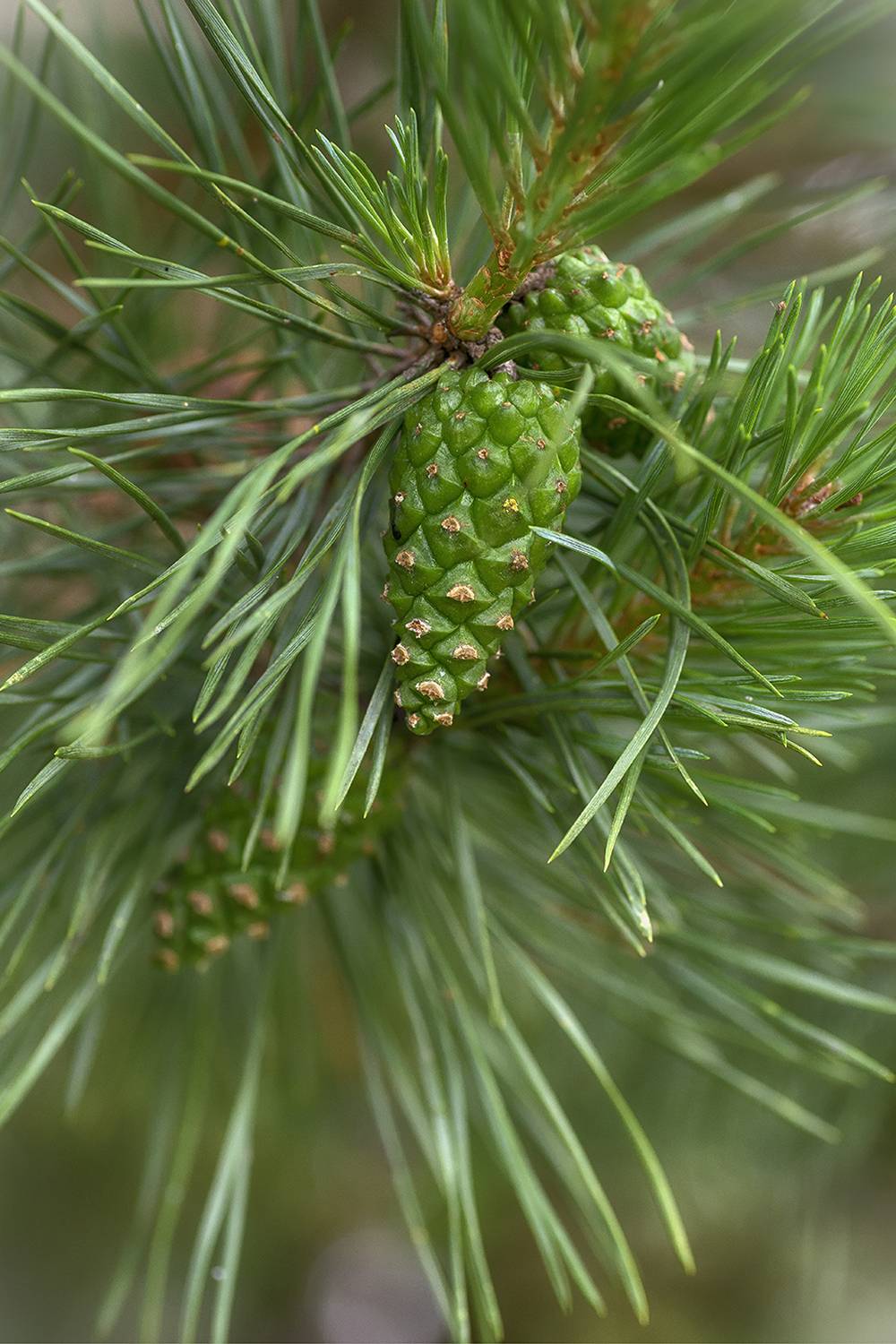 , Сергей Аникин