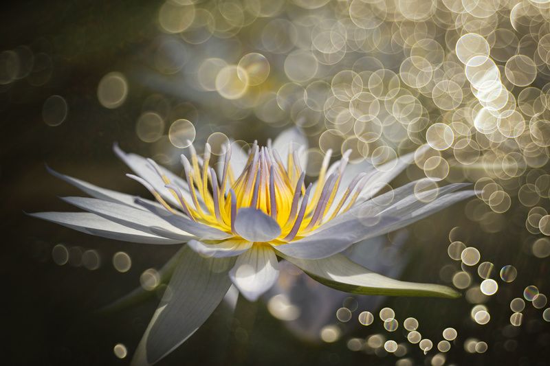 close-up Fantasy of June фото превью