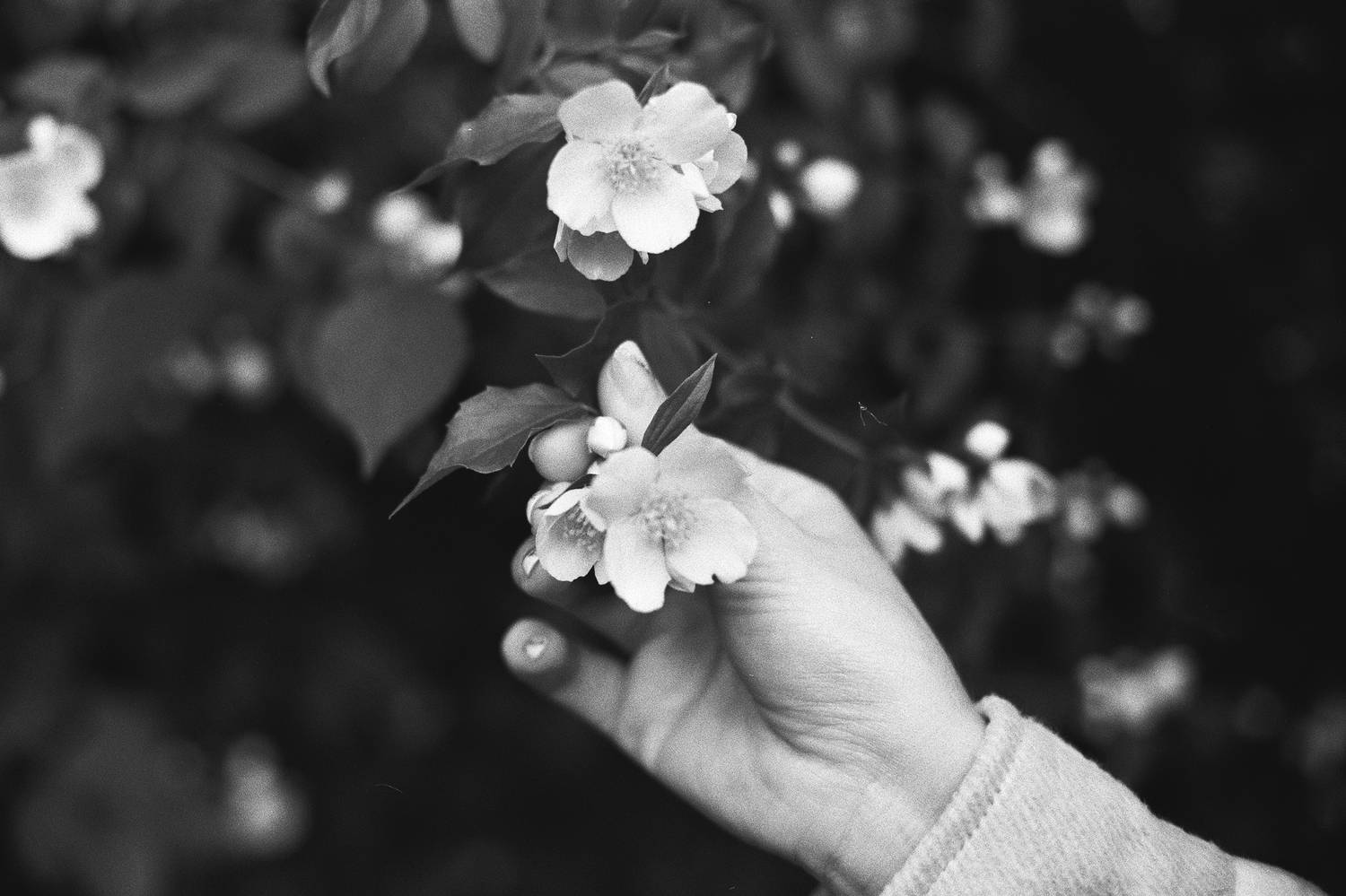 Пленка, пленочная фотография, природа, весна, чубушник, Мартыненко Дмитрий