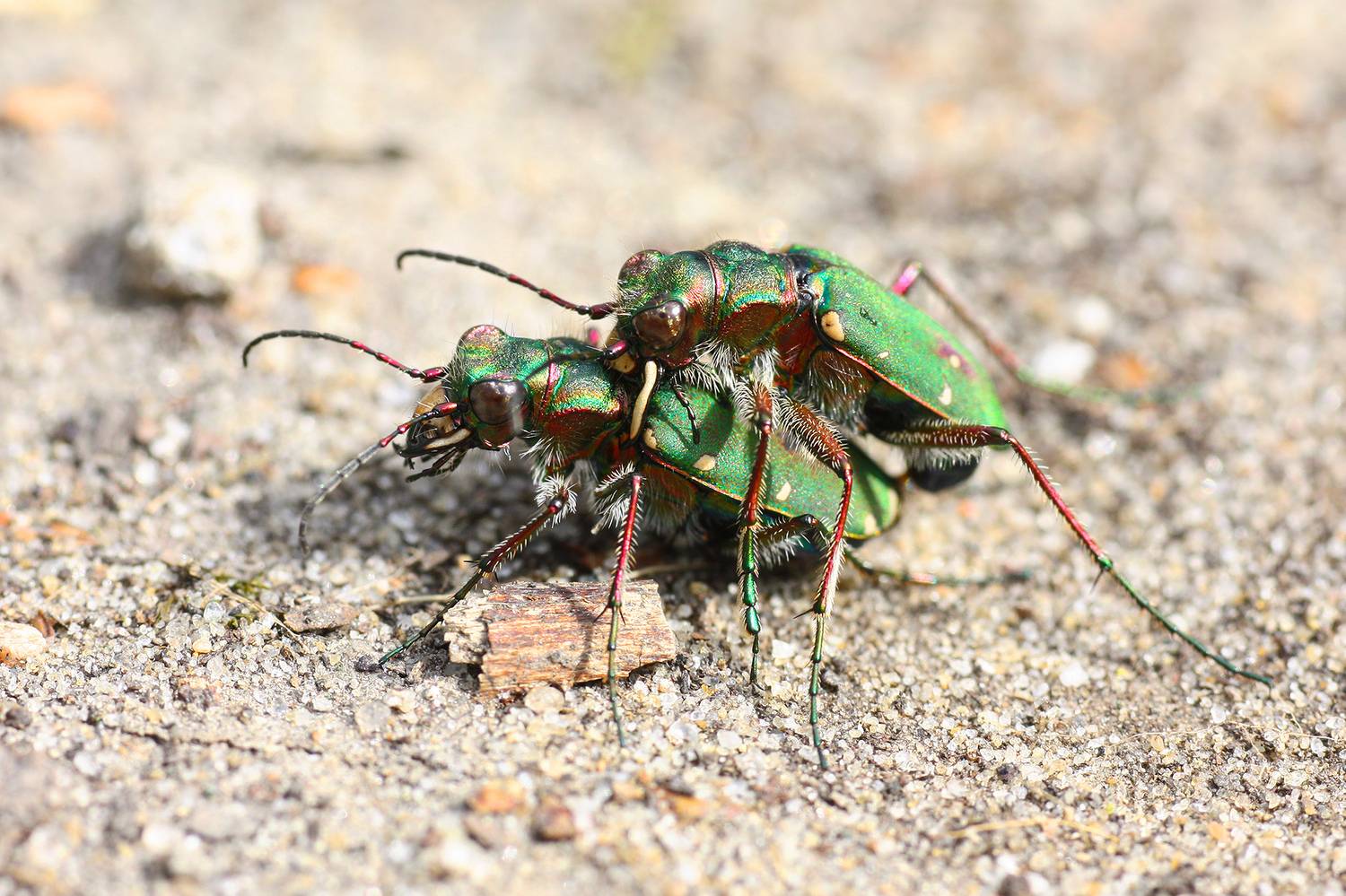 жук скакун, скакун полевой, cicindela campestris, КарОл