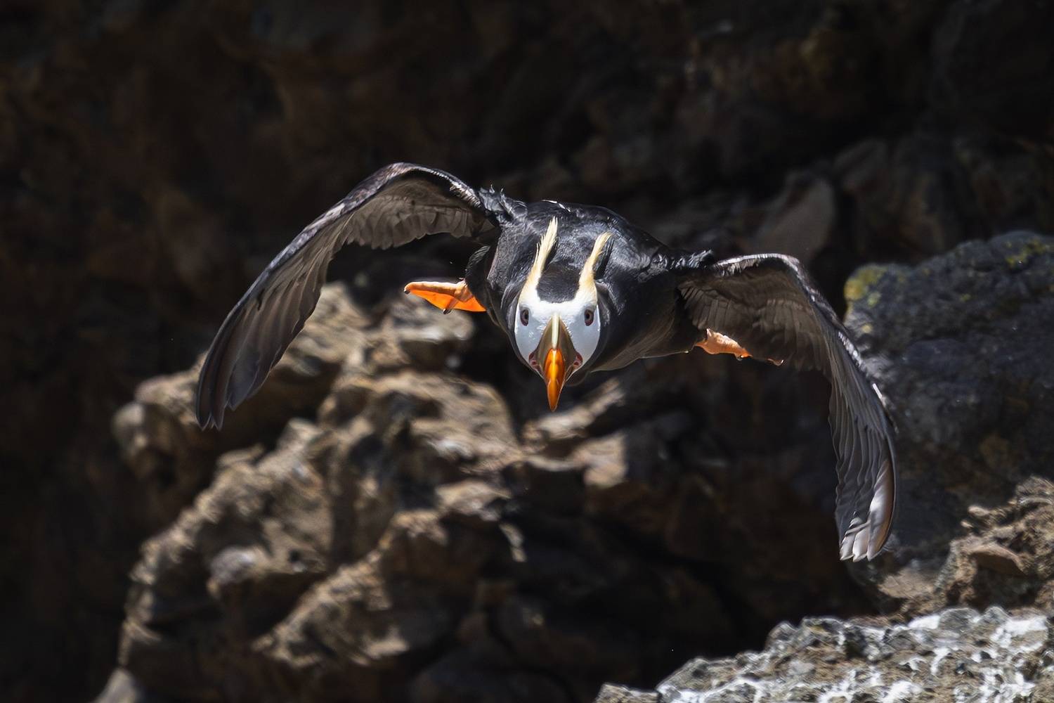 топорок, птицы, fratercula cirrhata, Герасименко Римма