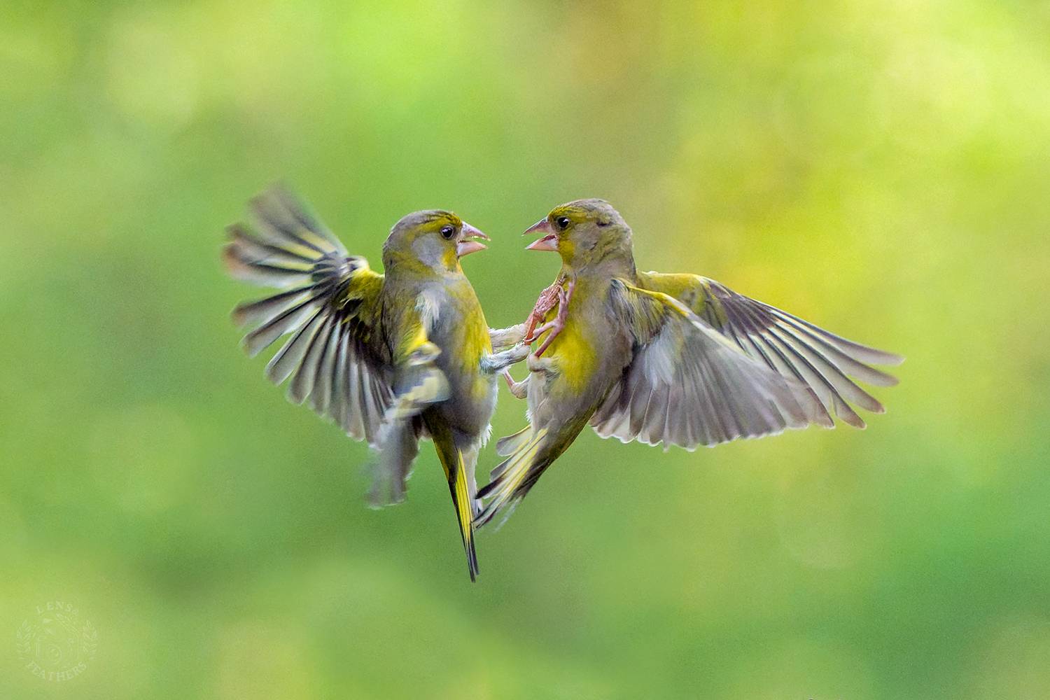 , Евгени Стефанов
