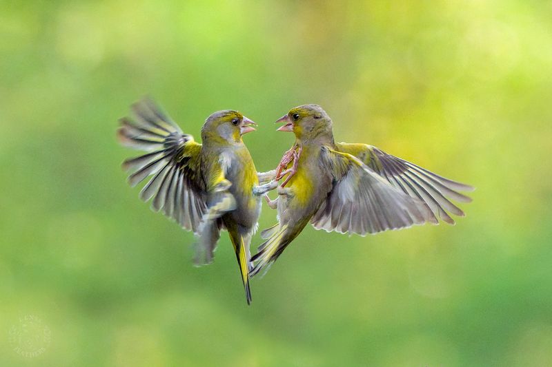 Зеленушка - Lens and Feathers фото превью