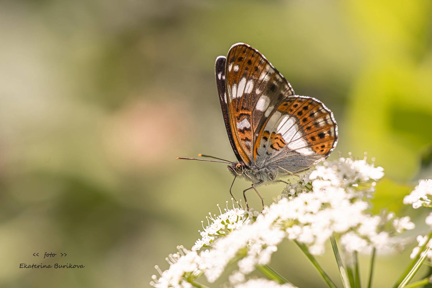 , Бурикова Екатерина