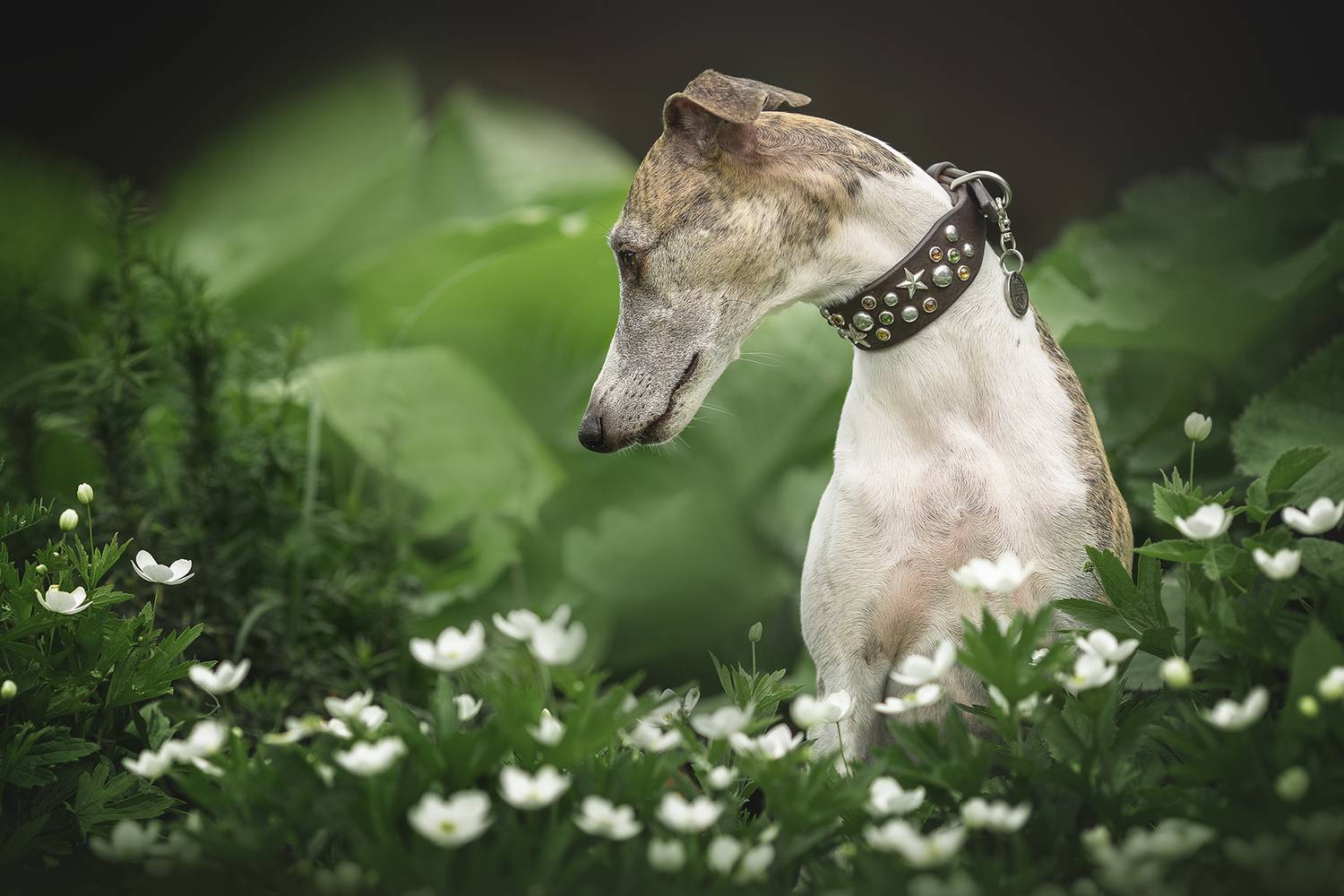 , Елена Самусенкова