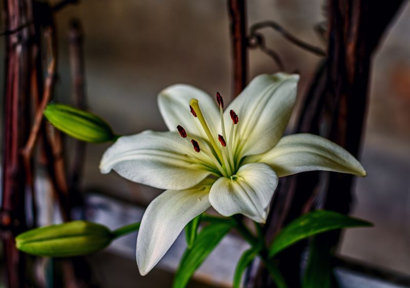 Лилия фото превью