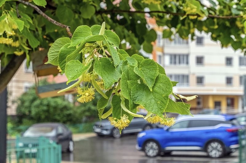 Городская липа фото превью