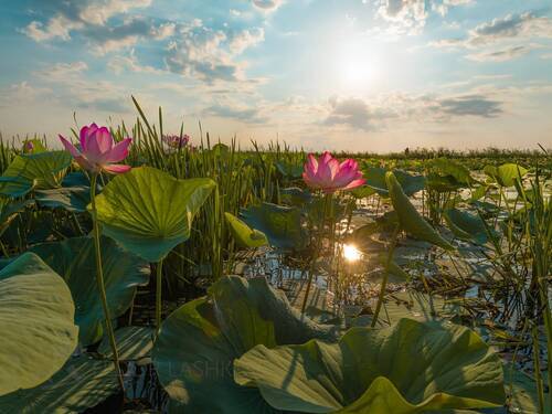 Лето на Волге