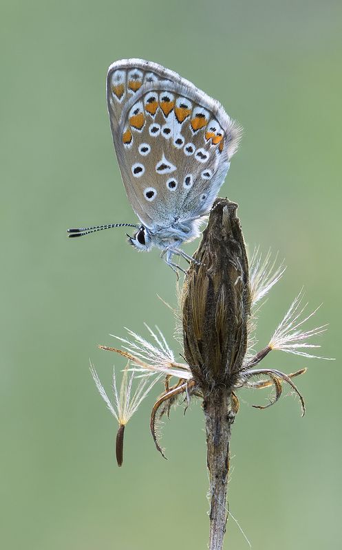 Голубяночка с пушинками :) фото превью