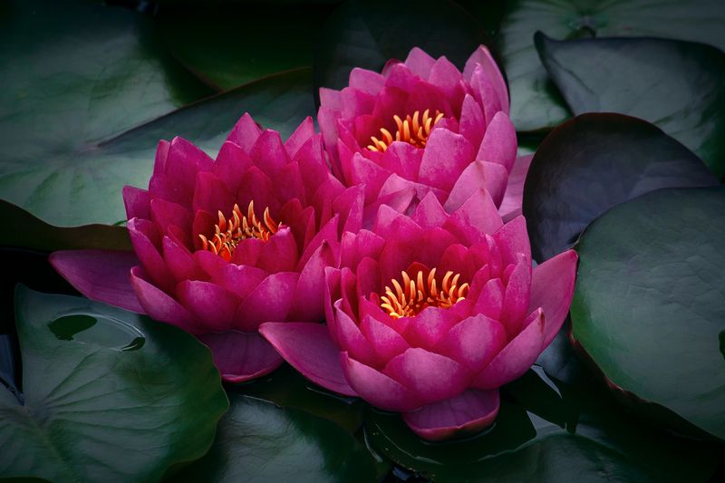 Трио. фото превью