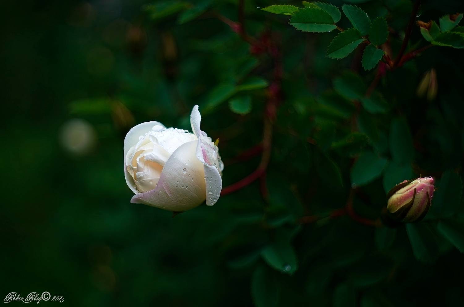 , Орлов Олег