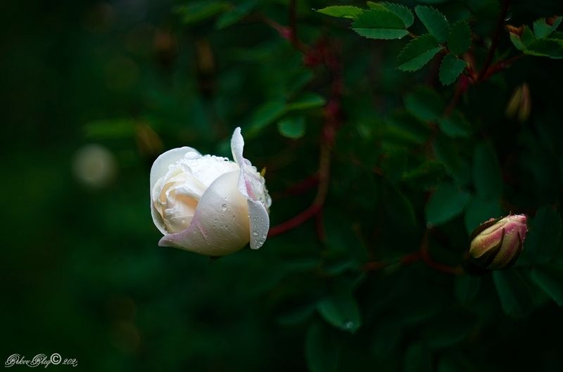 *** фото превью