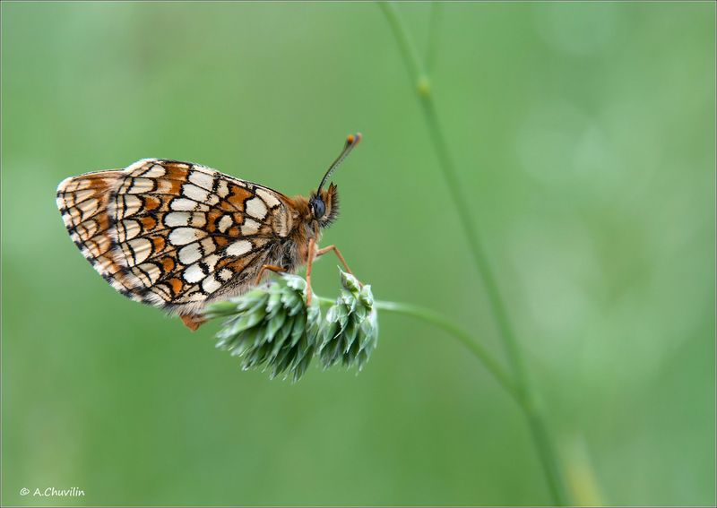 бабочка,шашечница,бритомартис Шашечка фото превью