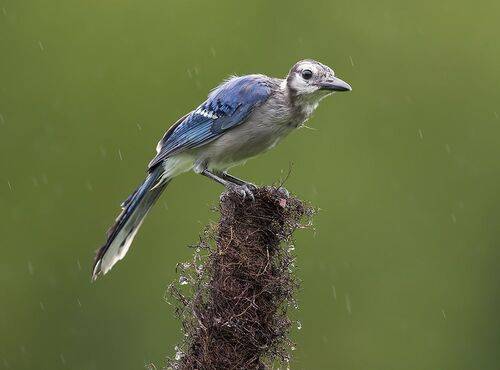 Blue Jay, Juvenile - Молодая Голубая Сойка