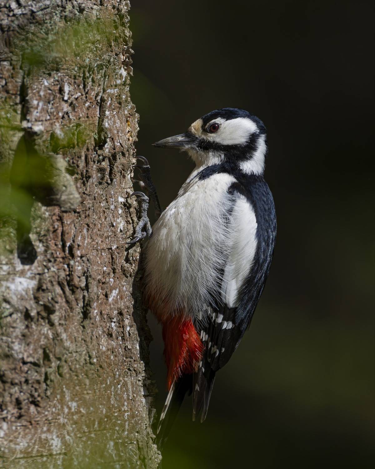 большой пестрый дятел, дятел, птицы, Руслан Pl