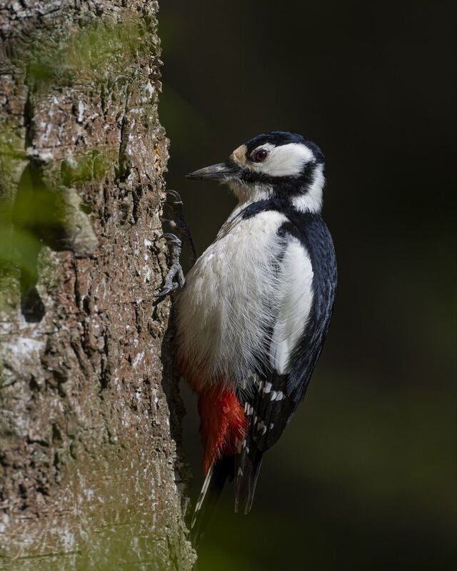 большой пестрый дятел, дятел, птицы Большой пестрый дятел фото превью
