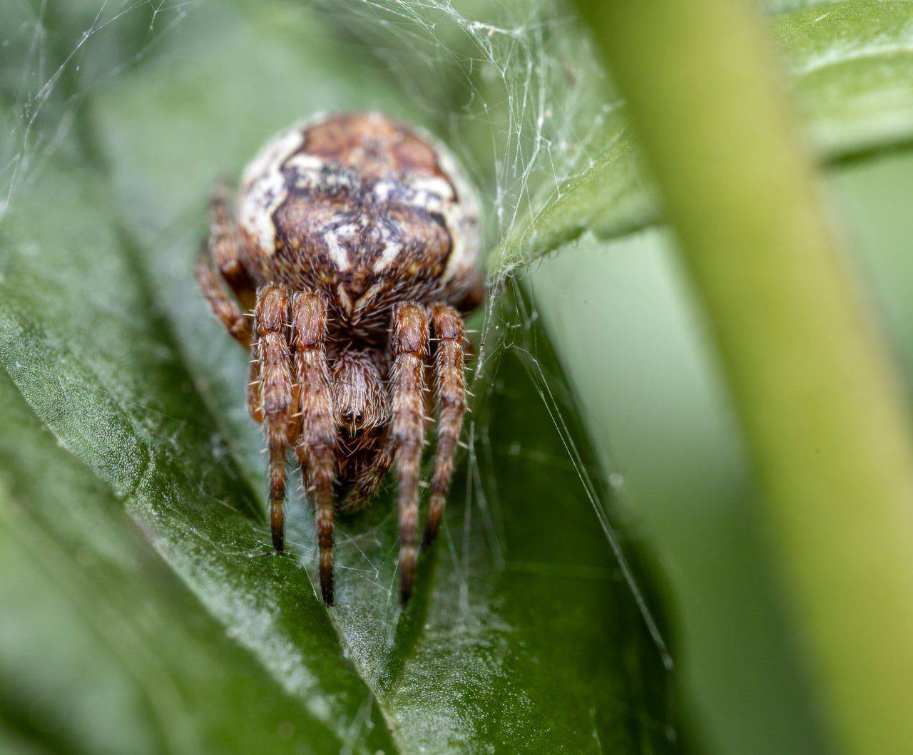 , Миша Усольцев