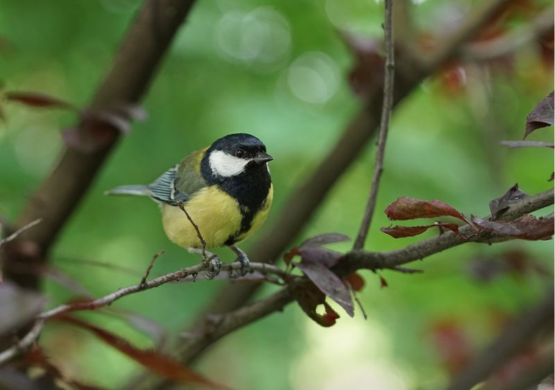Птичка синичка фото превью