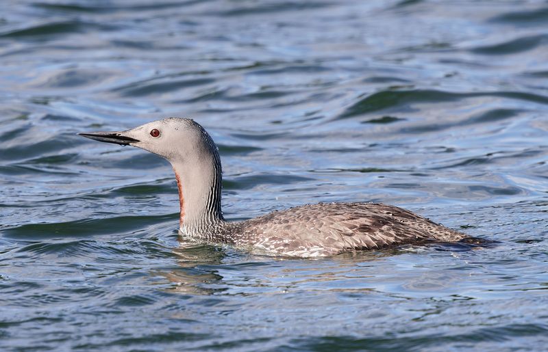 птицы, гагара Краснозобая гагара фото превью